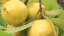 Abiu (Pouteria Caimito)