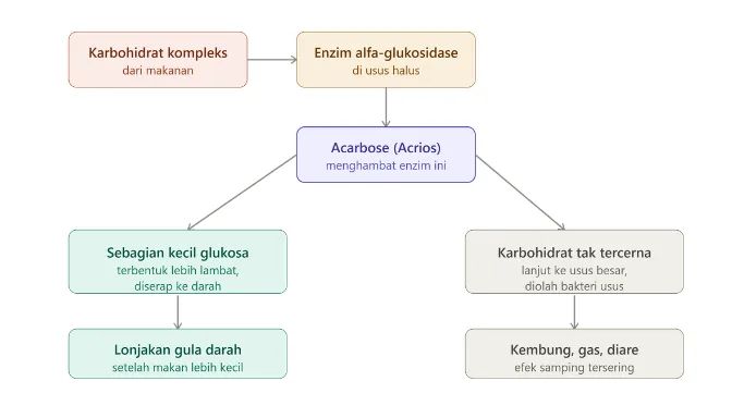 Diagram Cara kerja acarbose menghambat enzim alfa-glukosidase di usus halus