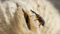 Kutu Kasur (Bedbugs): Gejala, Penyebab, Cara Atasi