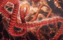 Ebola