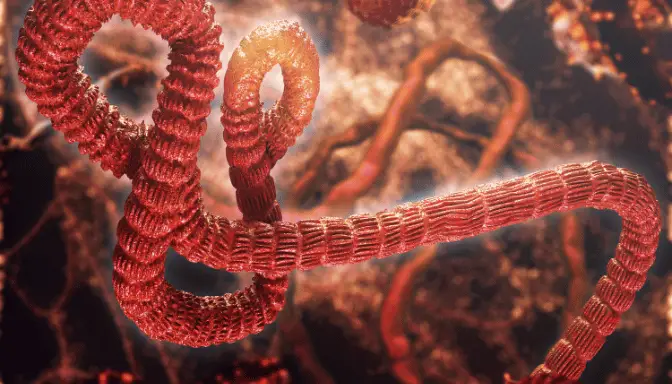 Mengenal Ebola, Penyakit Virus yang Dapat Berakibat Fatal