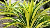 Agave Daun Lebar