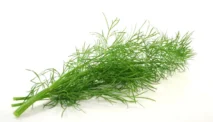 Adas Sowa (Dill) – Anethum Graveolens