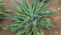 Agave Mahkota (Agave Desmetiana Variegata)