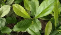 Akar Ampelas Putih (Tetracera Scandens)