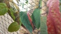 Akar Gamat (Pterisanthes Cissioides)