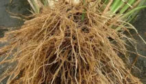 Mengenal Akar Wangi, Herbal Ayurveda di Indonesia