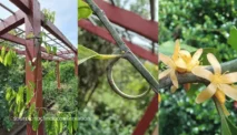 Akar Ipoh Putih: Khasiat, Racikan, dan Bahaya