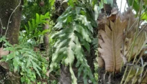 Akar Kusu, Tanaman Paku Obat Tradisional yang Mulai Diteliti