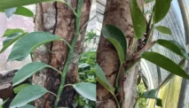 Akar Ular (Scindapsus Hederaceus): Ciri dan Khasiatnya