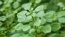 Akalifa (Anting-anting) – Acalypha Indica